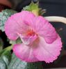 PINK ENGLISH ROSE