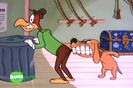 Ciocanitoarea Woody