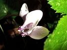 Cyclamen hederifolium 24.08.2022
