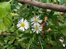 Aster ageratoides Ashvi