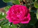 Rose de Rescht (tufa) Damasc 50
