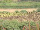 +Camp de floarea soarelui-Sunflower field 1
