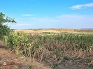 +Lan de porumb afectat de seceta- Corn fiel affected by drought 1