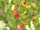 +Vine toamna-The autumn is coming