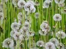 Papadie-Dandelion