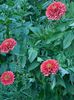 Zinnia Salmon rose