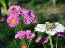 Cosmos & zinnia