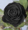poza-trandafir-negru-150x150-1