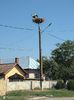 Cuib de berze-Storks nest