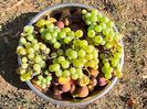 Fructe de toamna-Autumn fruits