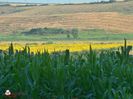 w-Camp cu floarea soarelui si porumb-Corn and sunflower field
