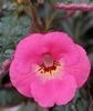 BRID-S FLOWER