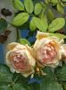 Crown Princess Margareta,  pe final de vară!