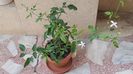 Jasminum azoricum