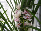 cymbidium2