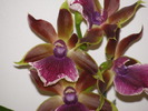 zygopetalum