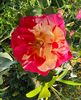 1BD086EB-1326-47EA-93CC-7EF048A3EF7C