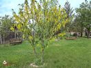 w-Salcam galben-Yellow accacia tree