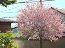 w-Tamarin tree