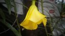 Thevetia peruviana,splendida