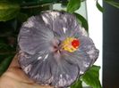 Medusa s Tears - 40 lei