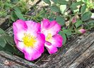 w-2 Wild rose