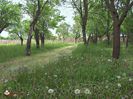 w-Gradina primavara - Garden Trees in Spring time