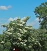 w-Pom de soc-Elder tree and flowers