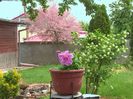 w-Primavara in gradina-Spring in the Garden