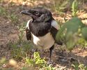 w-Pui de cotofana-Magpie baby bird