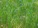 w-Iarba pura-Pure Grass