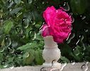 w-Red Rose 03