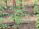 w-Tomate si busuioc-Tomatoes and basil