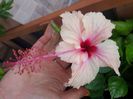 Rowena Weeding - 20 lei
