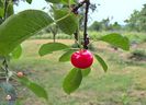 w-Visina-Sour Cherry 02