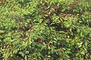 w-Visin-Sour cherry tree