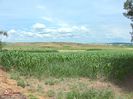 w-Lan de porumb primavara-Corn field in the spring