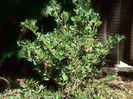 w-Arbust de agris-Gooseberry tree
