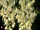 w-Clopotei albi-White bells flower 2
