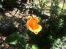 w-Frandafir galben-Yellow Rose of Texas