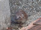 w-Arici-Hedgehog 1.jpg