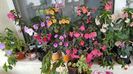 Achimenes