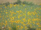 w-Camp cu floarea soarelui-Sunflower field