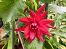 Dalia "Red Pigmy"