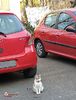 w-Pisica intre masini-Cat between cars