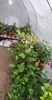 received_603950927883392