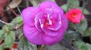 Purple Mystery