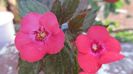 Pink Elfe