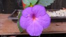 RF's Giant Purple
