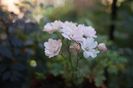 Coral Cluster